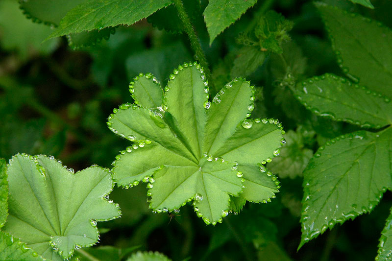 guttation droplets on leaves (8)