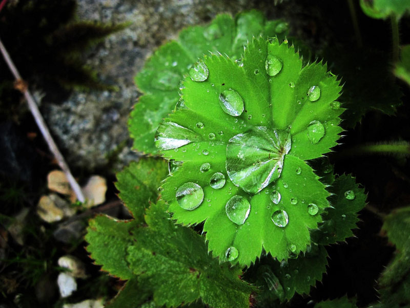 guttation droplets on leaves (9)