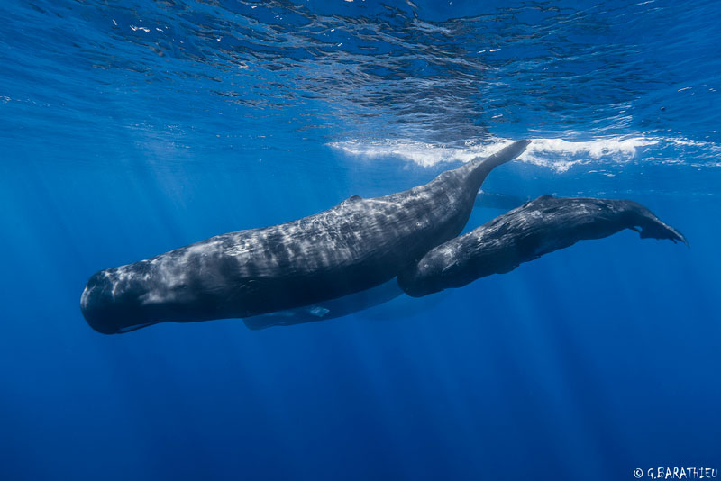 mother and baby sperm whale underwater Picture of the Day: Out for a Family Stroll