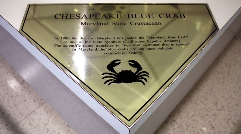 stained glass blue crab baltimore-washington international jackie leatherbury douglass callinectes douglassi (6)