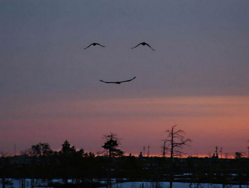 three birds make smiling face 50 Faces in Everyday Objects