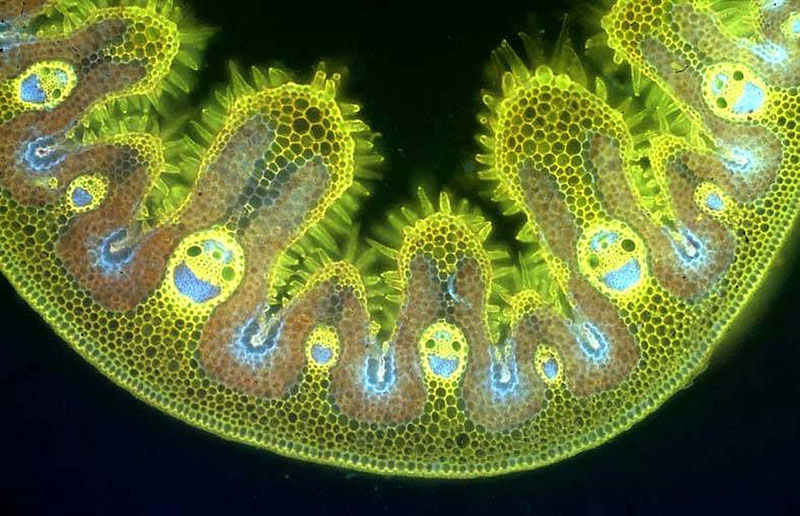 tissue cross section of marram grass leaf 50 Faces in Everyday Objects