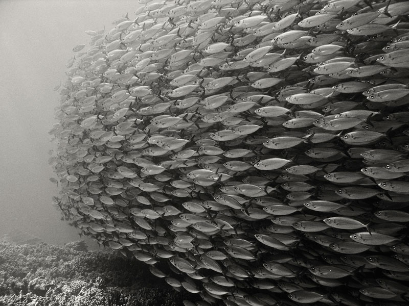 bait ball school of bigeye scad Picture of the Day: The Bait Ball