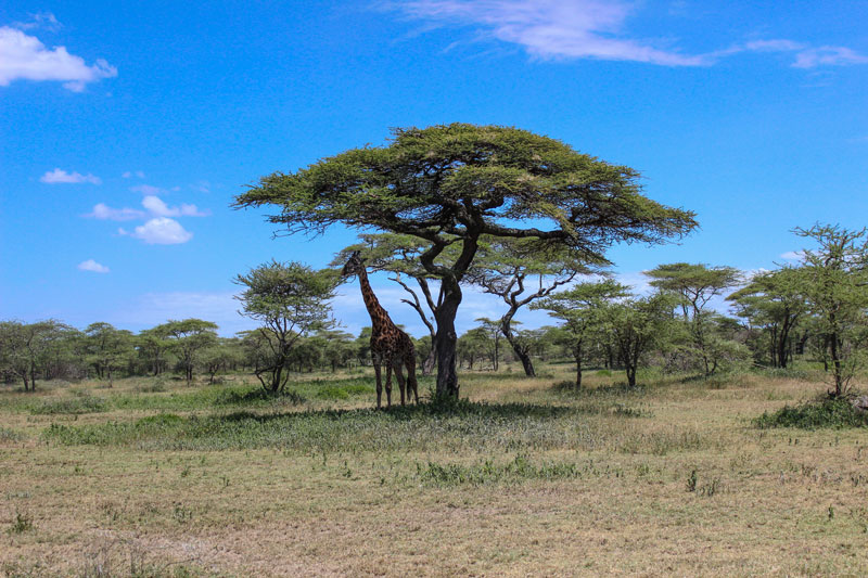 giraffe getting shade under acacia tree serengeti national park by twistedsifter Picture of the Day: Giraffe Umbrella