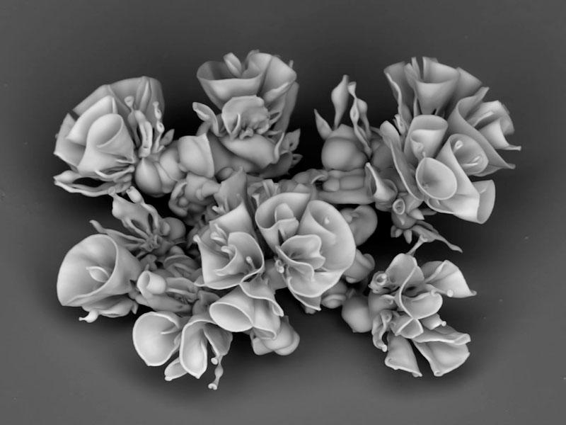 self-assembling nano flowers grown in lab (10)