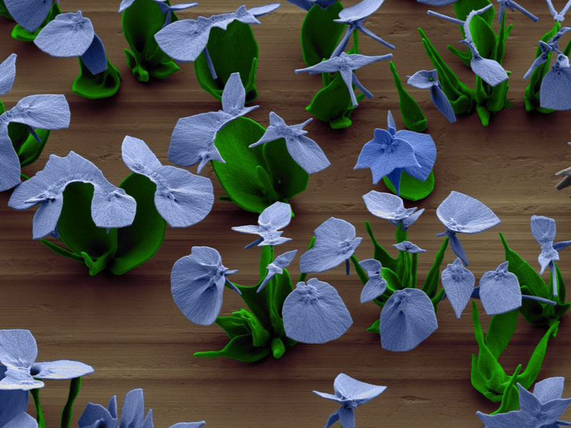 self-assembling nano flowers grown in lab (13)