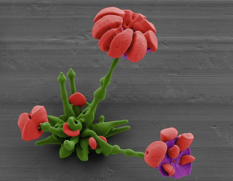 self-assembling nano flowers grown in lab (17)