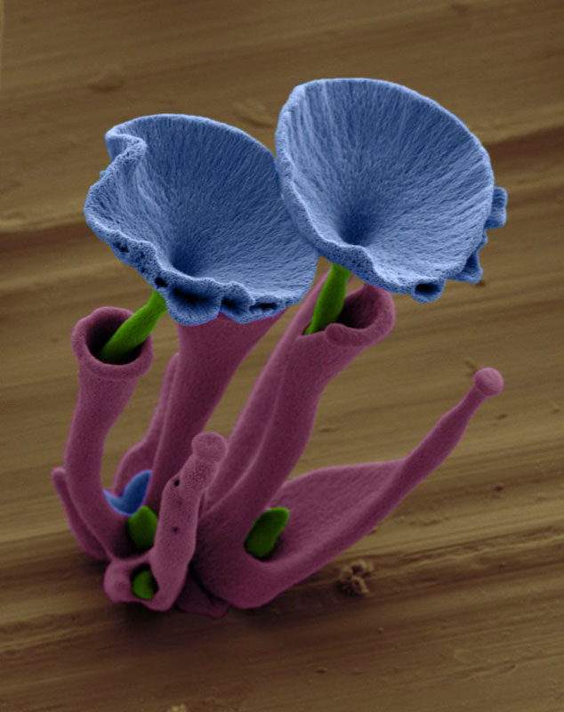 self-assembling nano flowers grown in lab (18)