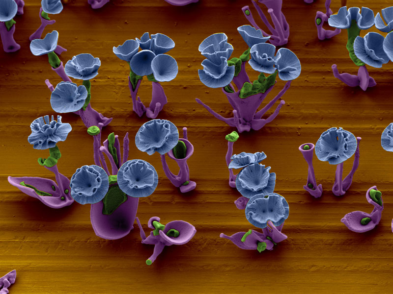 self-assembling nano flowers grown in lab (19)