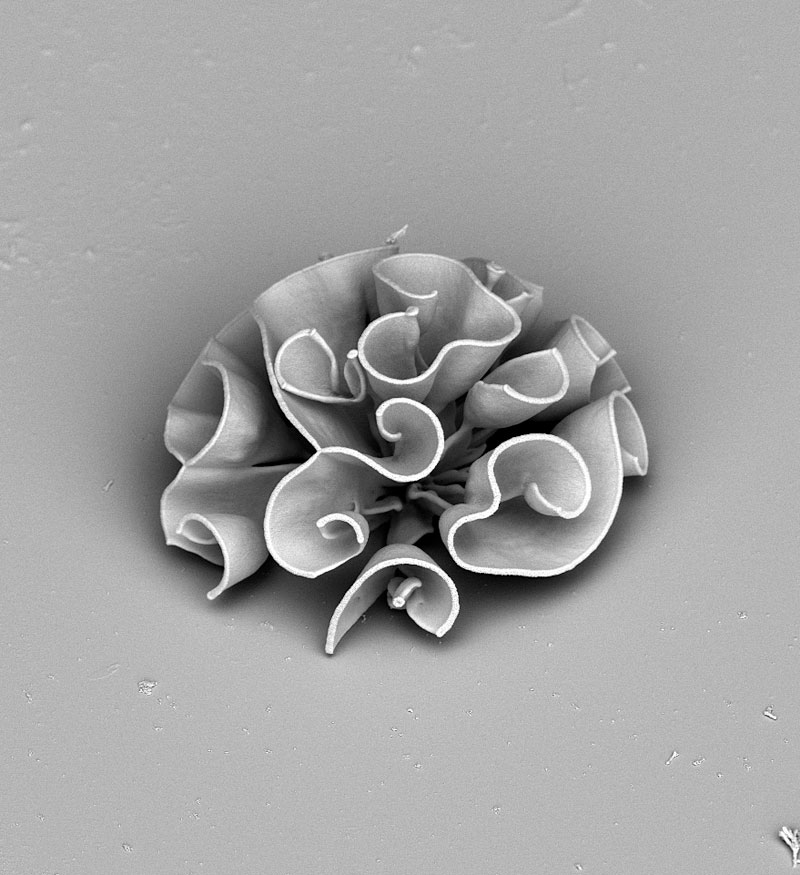 self-assembling nano flowers grown in lab (4)