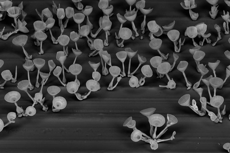 self-assembling nano flowers grown in lab (6)