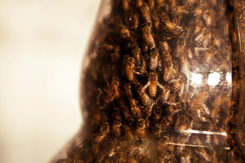 3-bee printing dewar's sid lee ebeling group honeycomb sculptures (3)