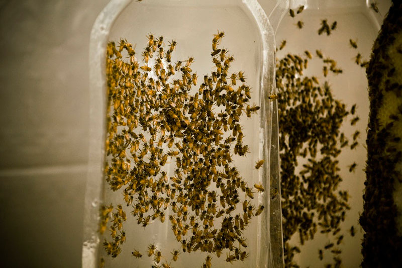 3-bee printing dewar's sid lee ebeling group honeycomb sculptures (5)