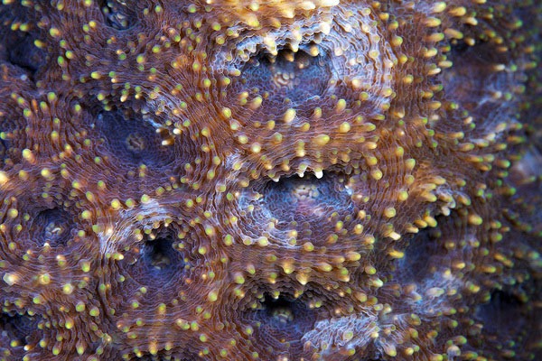 corals up close patterns alexander semenov (10)