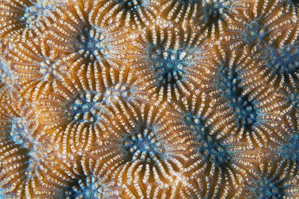 corals up close patterns alexander semenov (11)