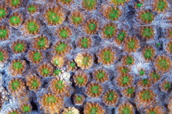 corals up close patterns alexander semenov (13)