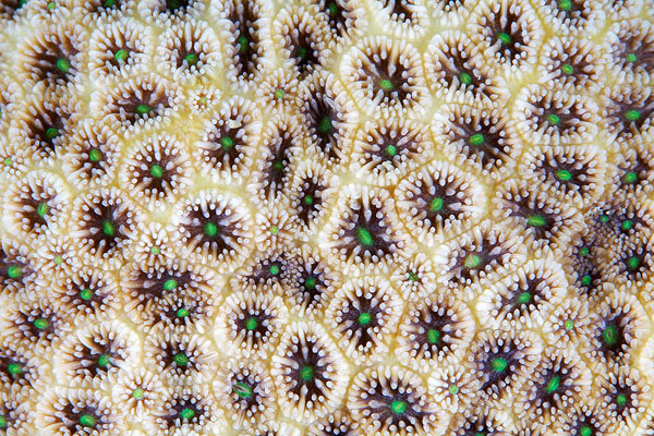 corals up close patterns alexander semenov (15)