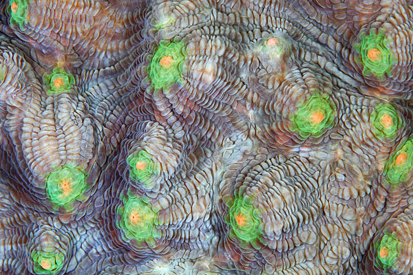 corals up close patterns alexander semenov (2)