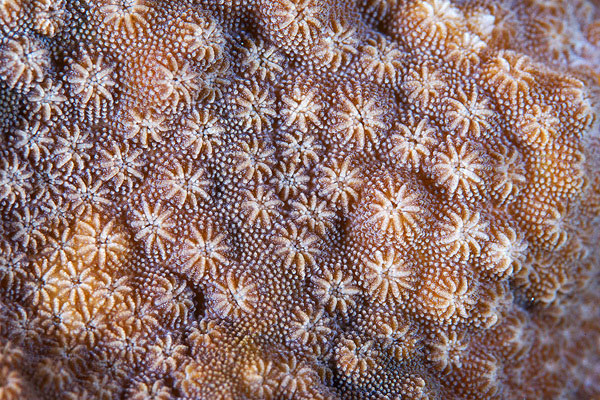 corals up close patterns alexander semenov (3)