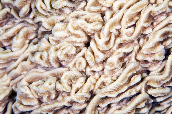 corals up close patterns alexander semenov (4)