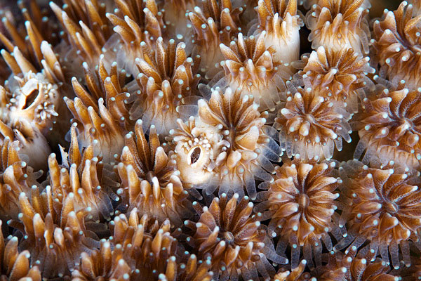 corals up close patterns alexander semenov (5)