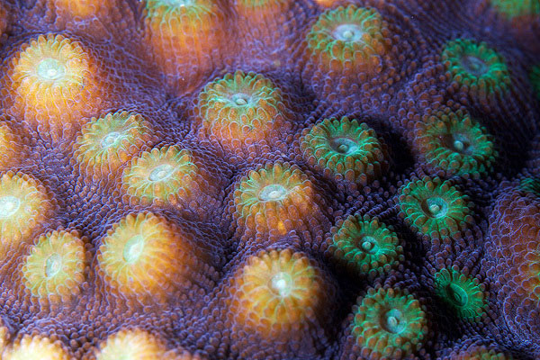 corals up close patterns alexander semenov (7)