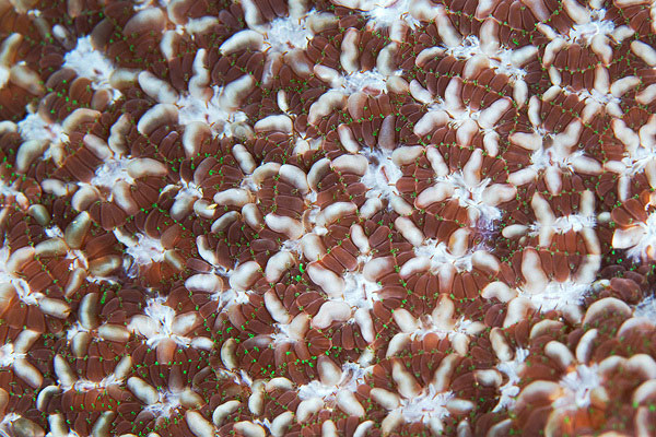 corals up close patterns alexander semenov (8)