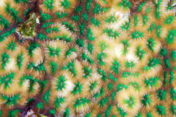 corals up close patterns alexander semenov (9)