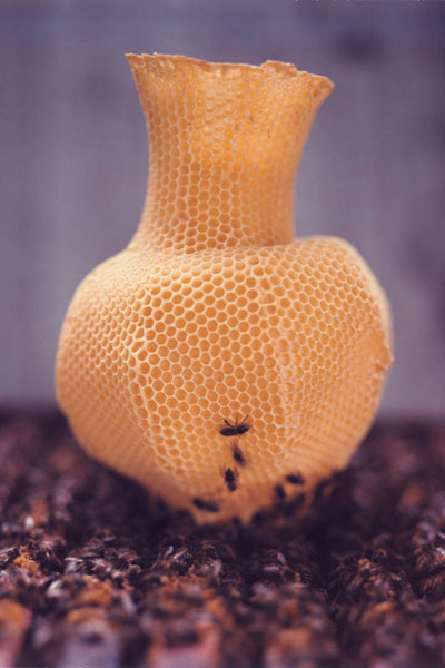 The-Honeycomb-Vase_tomas_libertiny