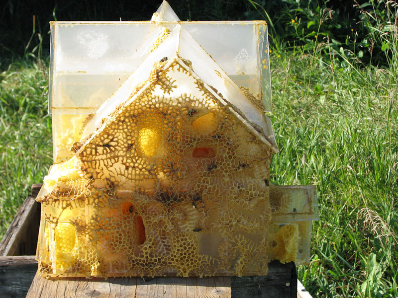 the-plexiglass-house-aganetha-dyck-bee-art-(1)