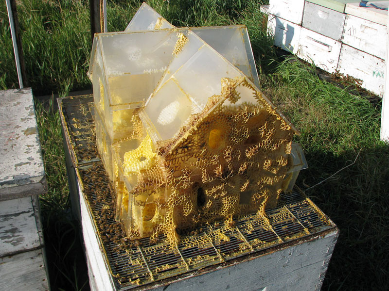 the-plexiglass-house-aganetha-dyck-bee-art-(2)