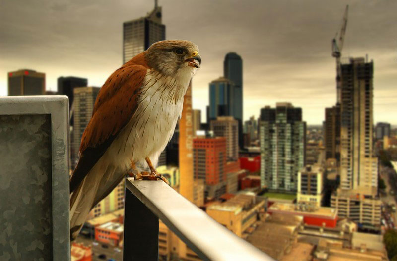 urban hawk raptor Picture of the Day: Urban Raptor