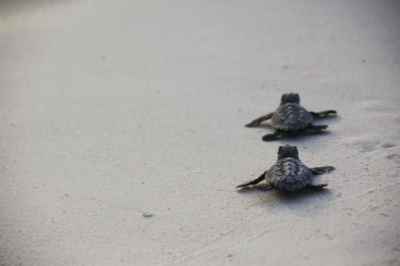 volunteers help guide loggerhead sea turtle hatchlings to sea (10)