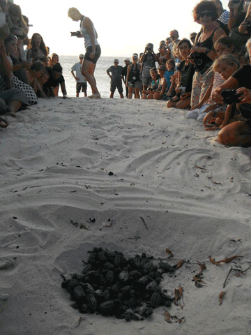 volunteers help guide loggerhead sea turtle hatchlings to sea (12)