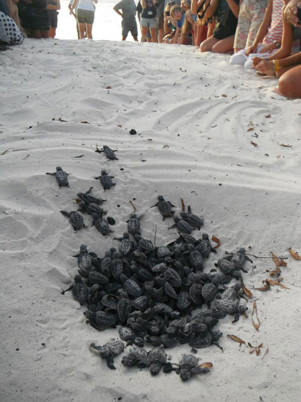 volunteers help guide loggerhead sea turtle hatchlings to sea (5)