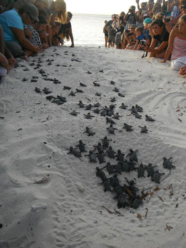 volunteers help guide loggerhead sea turtle hatchlings to sea (6)