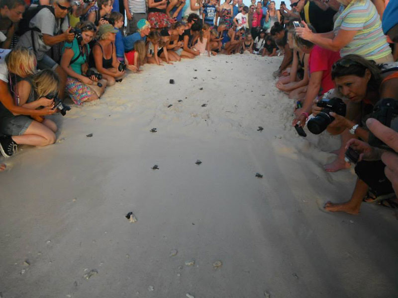 volunteers help guide loggerhead sea turtle hatchlings to sea (7)