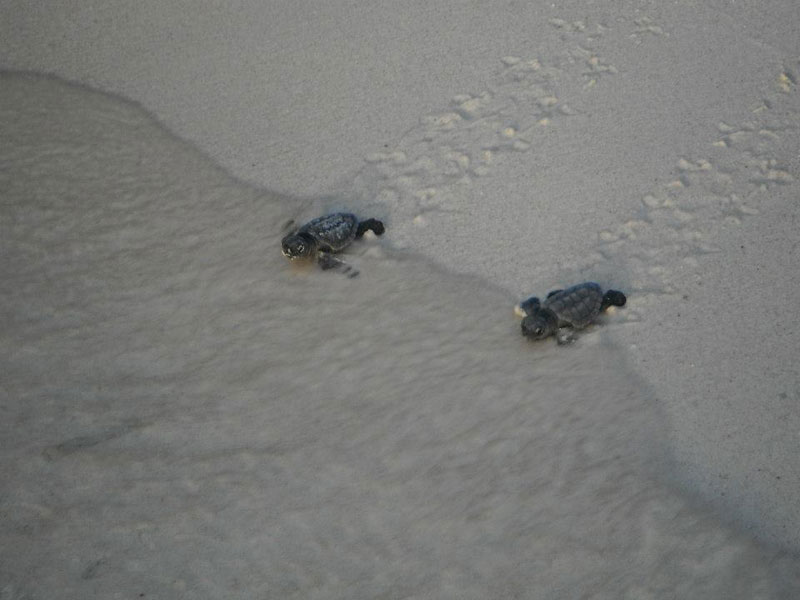 volunteers help guide loggerhead sea turtle hatchlings to sea (9)
