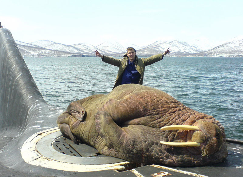 walrus on russian submarine The Shirk Report   Volume 224