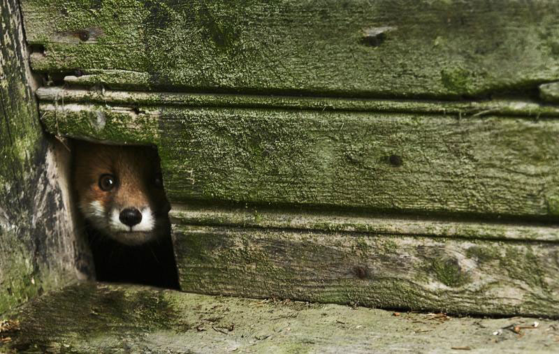 abandoned house in finland overtaken by animals kai fagerstrom 10 So Apparently Theres a Fox Sanctuary in Japan