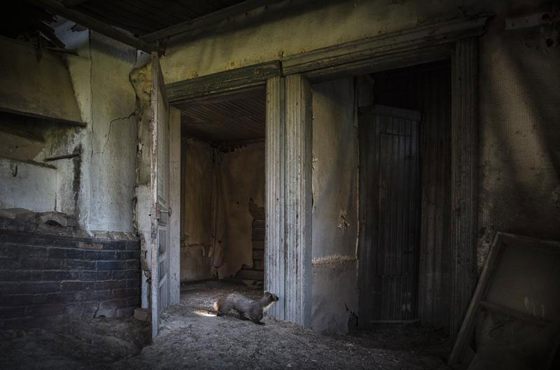 abandoned house in finland overtaken by animals kai fagerstrom (11)