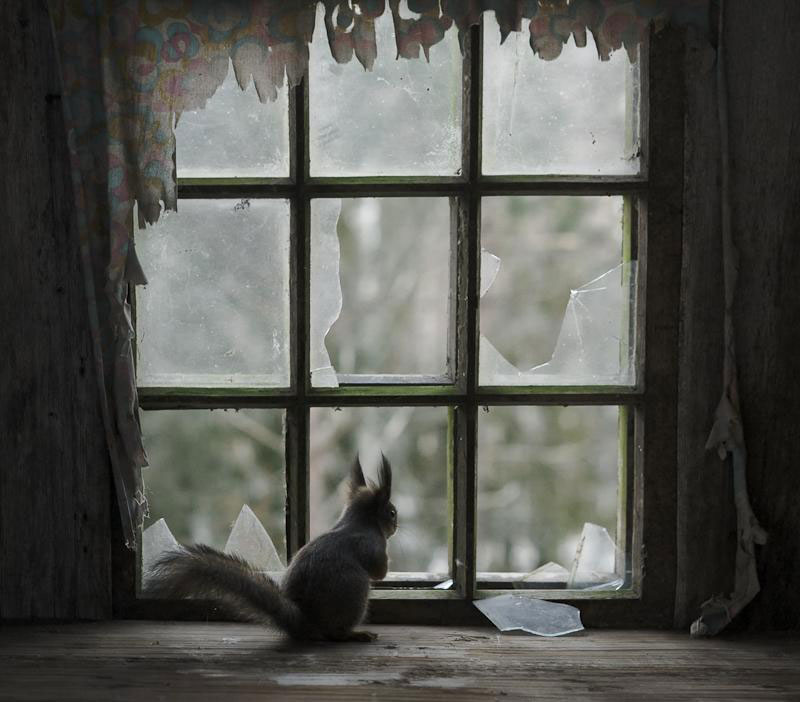abandoned house in finland overtaken by animals kai fagerstrom (2)