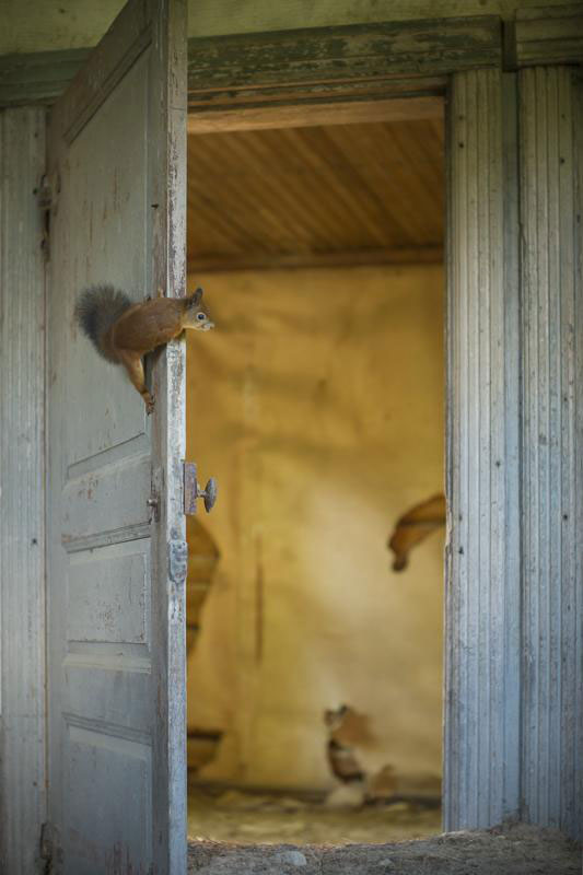 abandoned house in finland overtaken by animals kai fagerstrom (5)