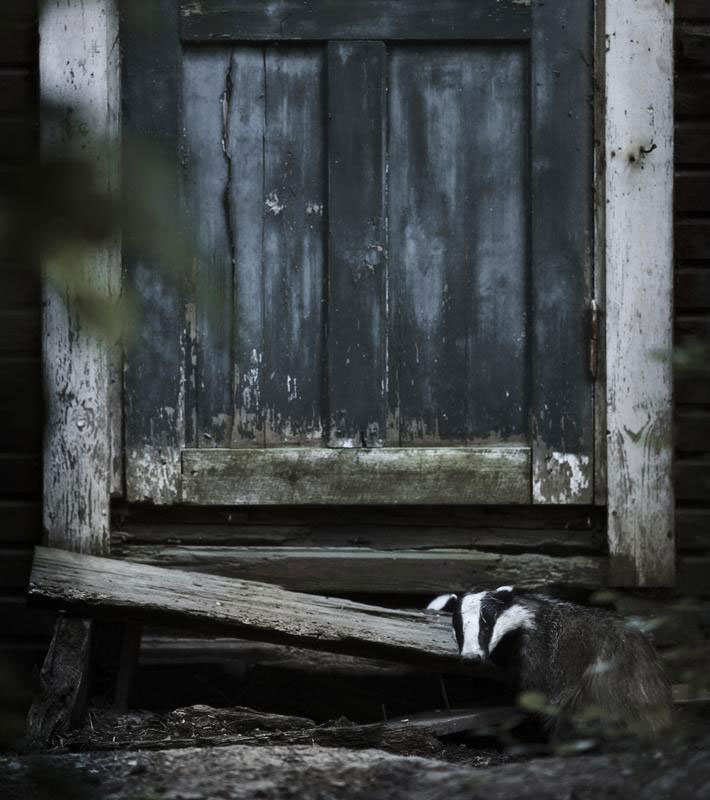 abandoned house in finland overtaken by animals kai fagerstrom (7)