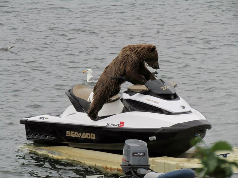 bear on a sea doo jet ski The Shirk Report   Volume 226