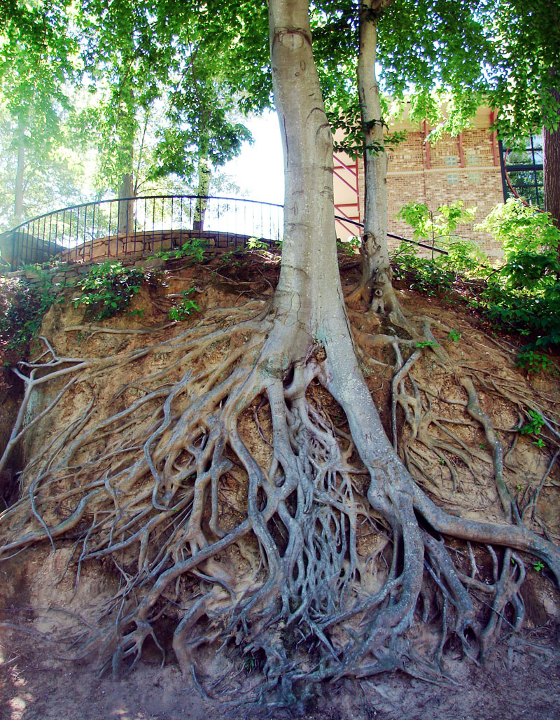exposed tree roots Picture of the Day: Tree Roots Exposed
