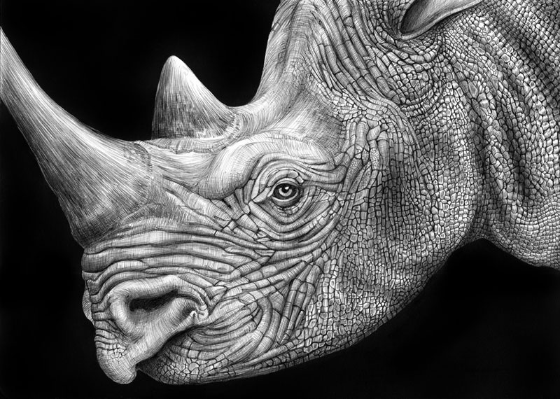 highly detailed pen and ink animal illustrations by tim jeffs 10 Incredibly Intricate Ink Illustrations by Alex Konahin