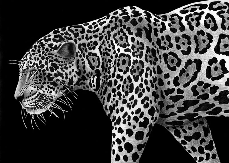 highly detailed pen and ink animal illustrations by tim jeffs (17)