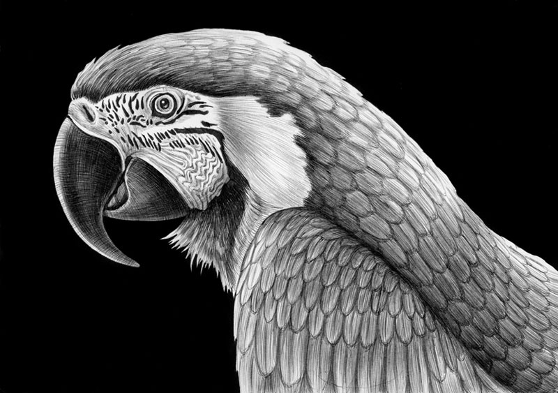 highly detailed pen and ink animal illustrations by tim jeffs (18)