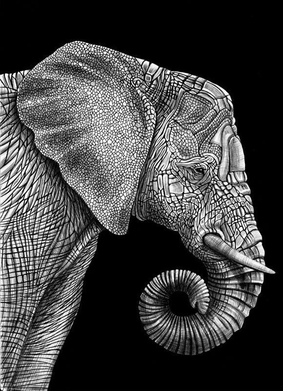 highly detailed pen and ink animal illustrations by tim jeffs (19)